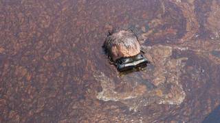 Three years after BP oil spill, research finds massive die-off