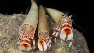 Hermit Crab Species Found Alive for First Time