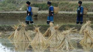 US rice imports ’contain harmful levels of lead’