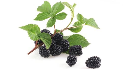 52 Plants in the Wild You Can Eat