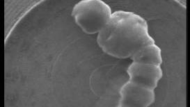 Nano-Suit Protects Bugs From Space-Like Vacuums