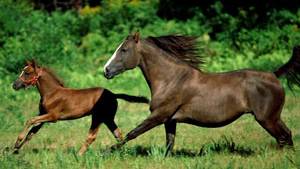 Hemp For Victory! (Over Aging)