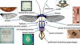 Mystery Malady Kills More Bees - Will We Rebuild With Robots?