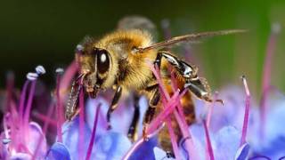 Bioelectromagnetics: Bees & Flowers Communicate Using Electrical Fields, Scientists Find
