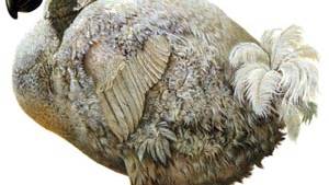 Walking with dinosaurs? Archaeologist says its wrong to bring extinct animals back to life