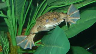 How a pregnancy test for humans caused a wave of global extinctions