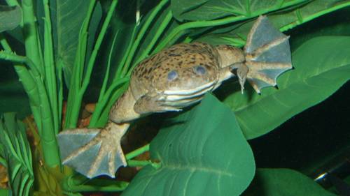 How a pregnancy test for humans caused a wave of global extinctions