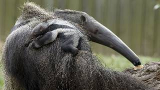 The Mystery of the ’Immaculately Conceived’ Baby Anteater