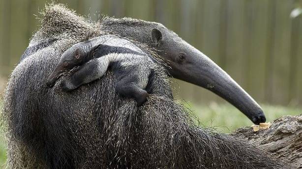 The Mystery of the ’Immaculately Conceived’ Baby Anteater