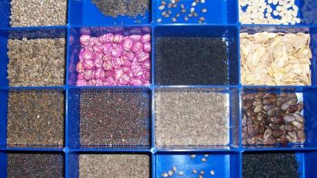 New EU law that could ban all seeds