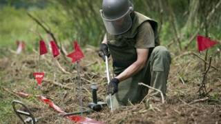 Honeybees trained in Croatia to find land mines