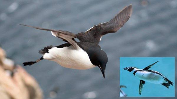 Why Did Penguins Stop Flying?
