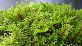 Scientists revive ‘Little Ice Age’ plant frozen 400 years under glacier ice