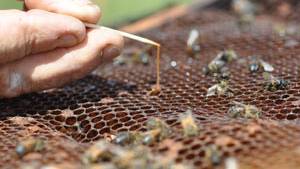 Illinois illegally seizes Bees Resistant to Monsanto’s Roundup; Kills remaining Queens