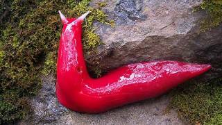Giant pink slugs found in secret world