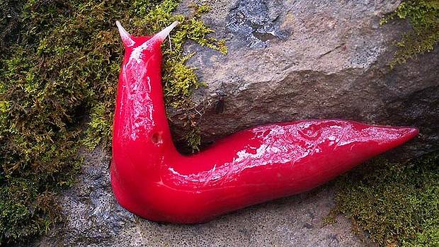 Giant pink slugs found in secret world
