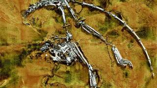 Earliest Primate Skeleton And ‘Cousin’ Of Human Ancestor Discovered In China