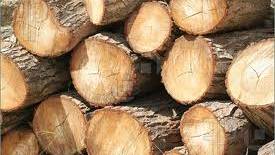 Researchers develop battery out of wood and tin