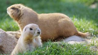 Prairie dogs’ language decoded by scientists