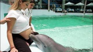 Can Dolphins Really Heal the Sick, Or is Their Captivity Abuse?