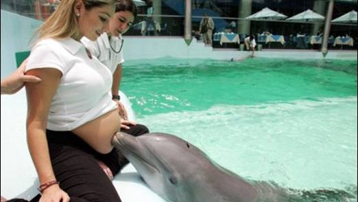 Can Dolphins Really Heal the Sick, Or is Their Captivity Abuse?