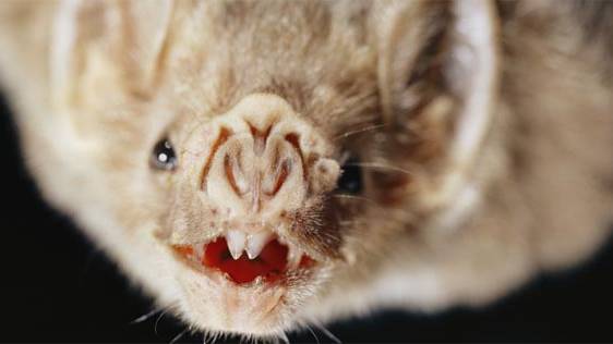 Dracula’s Children