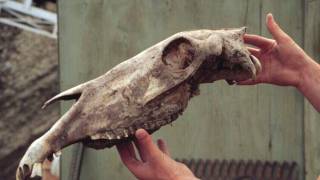 A 700,000 year old horse gets its genome sequenced