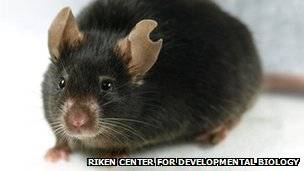 Mouse cloned from drop of blood