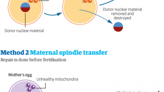 UK Gov Backs IVF Technique That Uses DNA From Three People