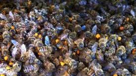Millions Of Honeybees Found Dead
