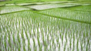 Unapproved genetically-modified rice trials in U.S. have contaminated the world’s rice supply