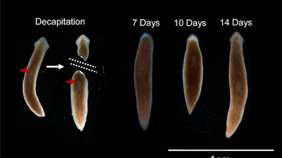Worms regrow their decapitated heads, along with the memories inside