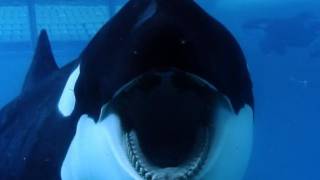 The killer in SeaWorld’s midst