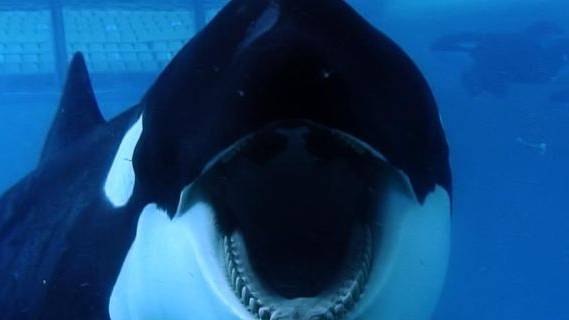The killer in SeaWorld’s midst