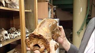 Necropolis of ancient creatures including a two-horned rhinoceros found in the Urals