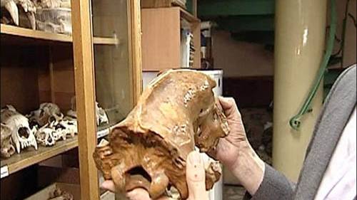 Necropolis of ancient creatures including a two-horned rhinoceros found in the Urals