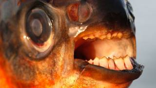 Swedish swimmers warned to protect private parts from fish