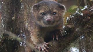 New Species of Mammal Discovered in Andes