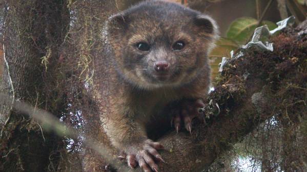 New Species of Mammal Discovered in Andes