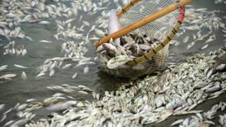China pulls 220,000 pounds of dead fish from a polluted river