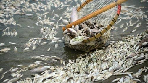 China pulls 220,000 pounds of dead fish from a polluted river