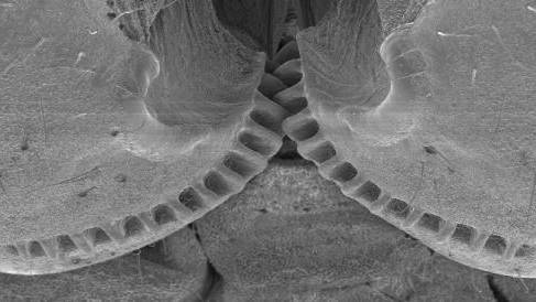 Functioning ’mechanical gears’ seen in nature for the first time
