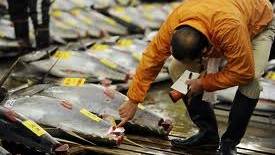 Radioactive Bluefin Tuna Caught off California Coast