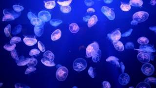 Jellyfish force nuclear plant shutdown in Sweden