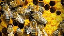 Diesel Exhaust Masks Odors Honeybees Use to Forage and Pollinate