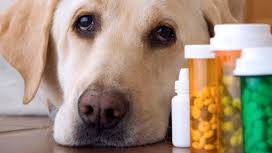 Medical insanity: Prozac prescriptions rise sharply in family pets