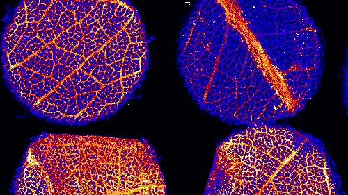 Leaves Of Gold: Researchers Find Gold Growing On Eucalyptus Trees