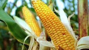 Mexico halts all GMO corn from being planted