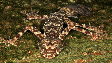 ’Lost world’ discovered in remote Australia