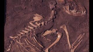Dogs Likely Originated in Europe More Than 18,000 Years Ago